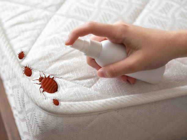 Best Cockroach Control Services  in Loudoun Lley Estates, VA