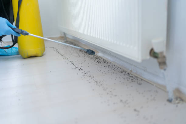 Best Termite Control Services  in Loudoun Lley Estates, VA